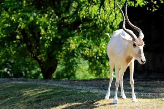 Addax-Mendesantilope Zoo Frankfurt am Main 2018