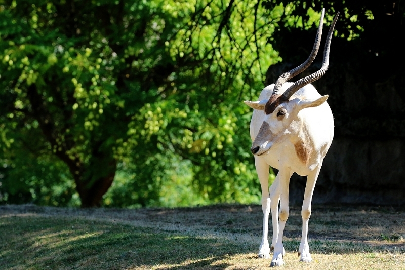 Addax-Mendesantilope Zoo Frankfurt am Main 2018