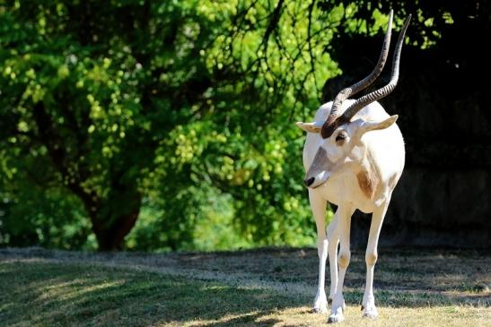 Addax-Mendesantilope Zoo Frankfurt am Main 2018