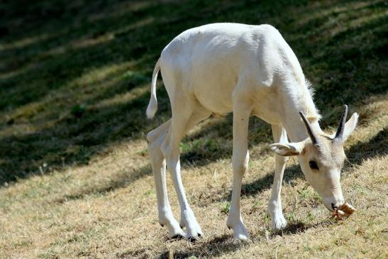 Addax-Mendesantilope Zoo Frankfurt am Main 2018