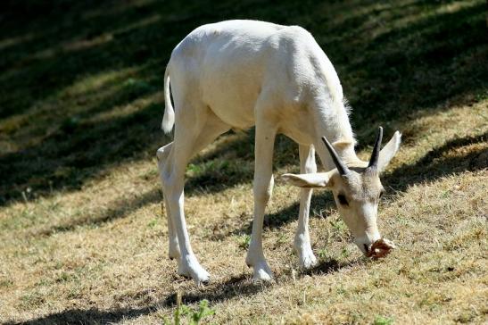 Addax-Mendesantilope Zoo Frankfurt am Main 2018