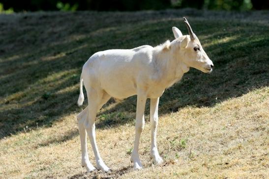 Addax-Mendesantilope Zoo Frankfurt am Main 2018