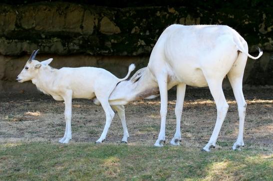 Addax-Mendesantilope Zoo Frankfurt am Main 2018