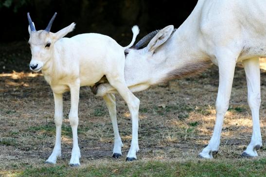 Addax-Mendesantilope Zoo Frankfurt am Main 2018