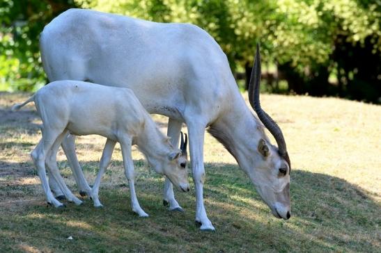 Addax-Mendesantilope Zoo Frankfurt am Main 2018