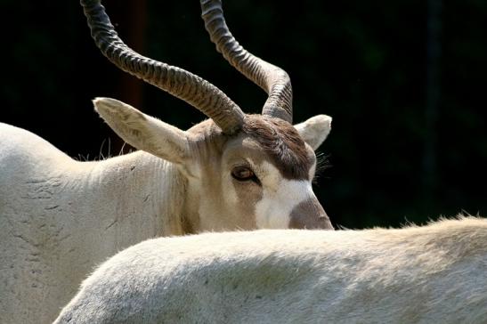 Addax-Mendesantilope Zoo Frankfurt am Main 2018