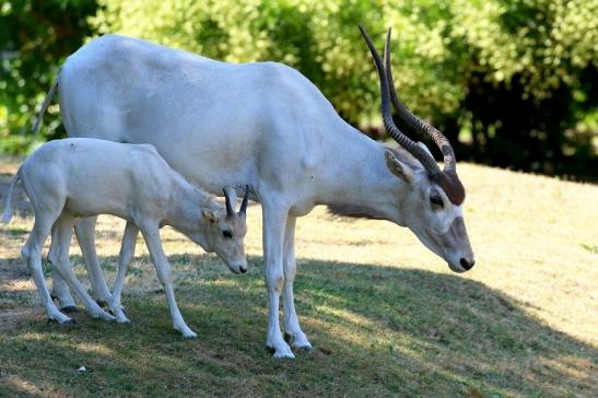 Addax-Mendesantilope Zoo Frankfurt am Main 2018