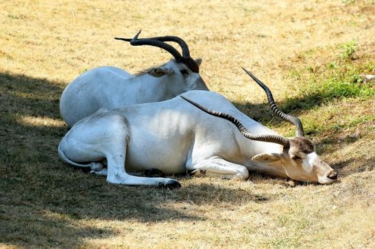 Addax-Mendesantilope Zoo Frankfurt am Main 2018