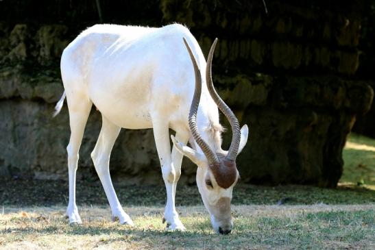 Addax-Mendesantilope Zoo Frankfurt am Main 2018