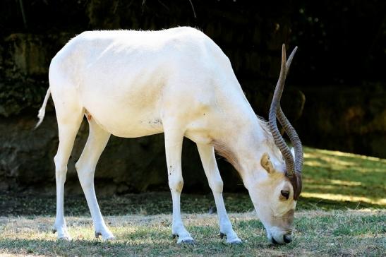 Addax-Mendesantilope Zoo Frankfurt am Main 2018