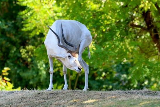 Addax-Mendesantilope Zoo Frankfurt am Main 2018