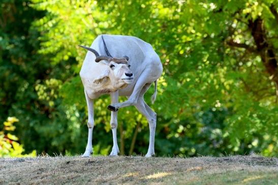 Addax-Mendesantilope Zoo Frankfurt am Main 2018