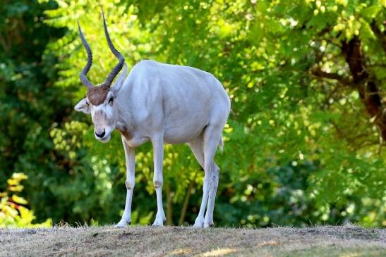 Addax-Mendesantilope Zoo Frankfurt am Main 2018