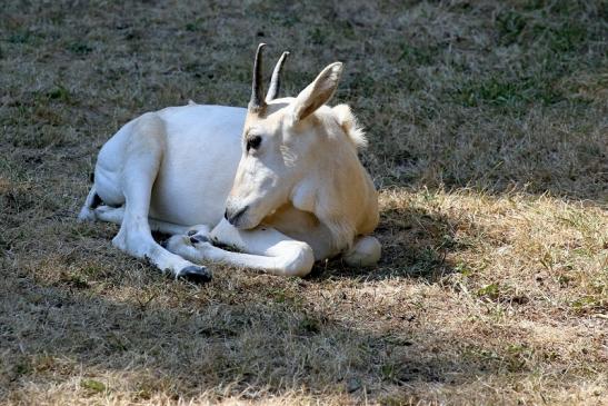 Addax-Mendesantilope Zoo Frankfurt am Main 2018