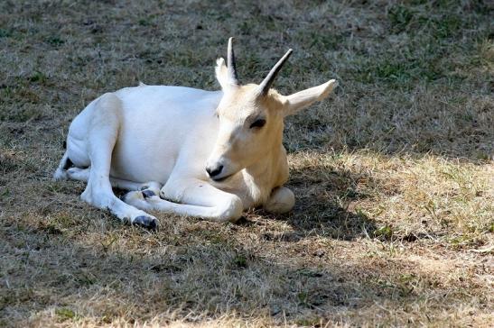 Addax-Mendesantilope Zoo Frankfurt am Main 2018