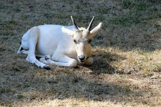 Addax-Mendesantilope Zoo Frankfurt am Main 2018