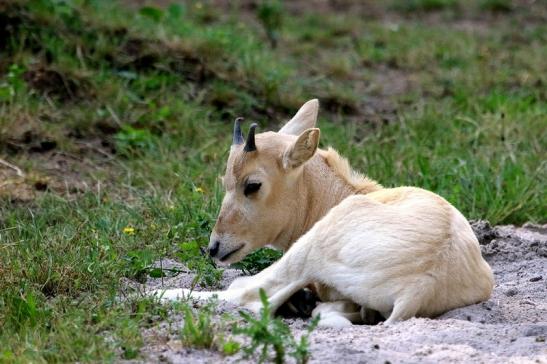 Addax-Mendesantilope Zoo Frankfurt am Main 2018