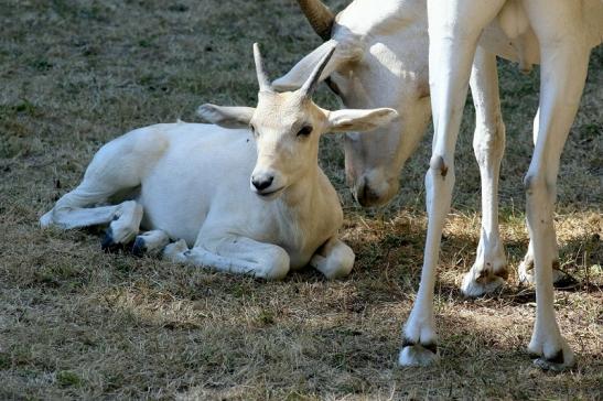 Addax-Mendesantilope Zoo Frankfurt am Main 2018