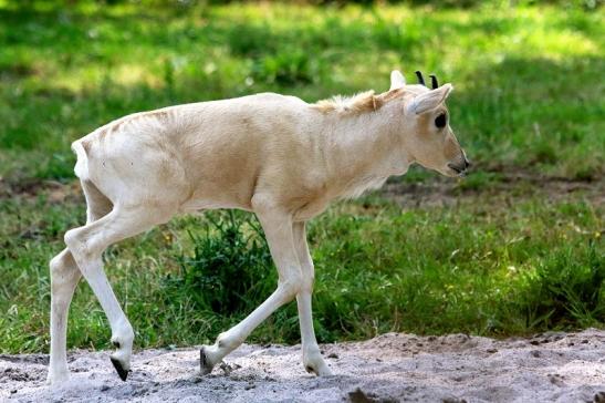 Addax-Mendesantilope Zoo Frankfurt am Main 2018