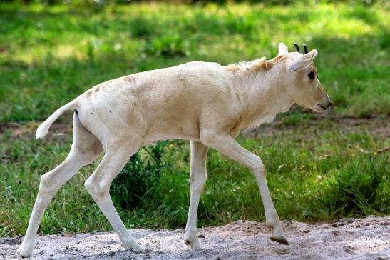 Addax-Mendesantilope Zoo Frankfurt am Main 2018