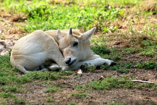 Addax-Mendesantilope Zoo Frankfurt am Main 2018