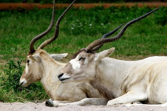 Addax-Mendesantilope Zoo Frankfurt am Main 2018