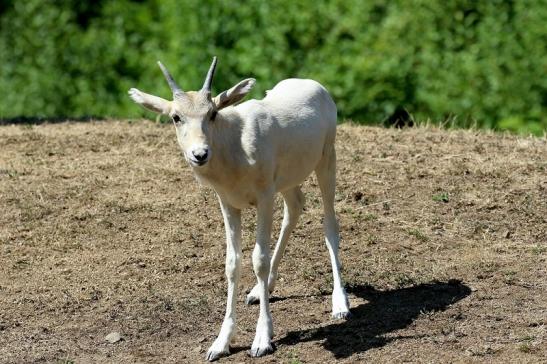 Addax-Mendesantilope Zoo Frankfurt am Main 2018