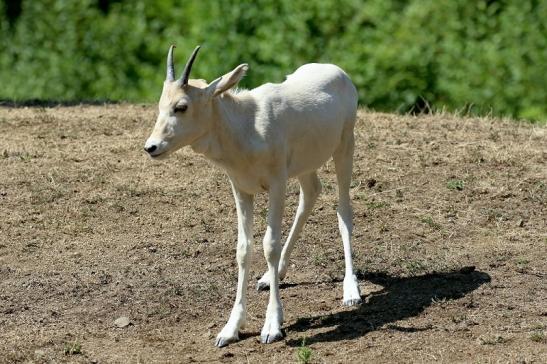 Addax-Mendesantilope Zoo Frankfurt am Main 2018