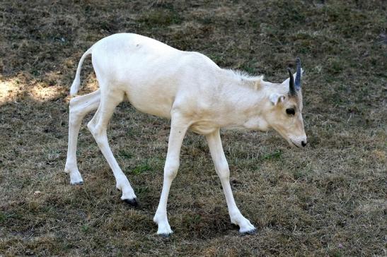 Addax-Mendesantilope Zoo Frankfurt am Main 2018