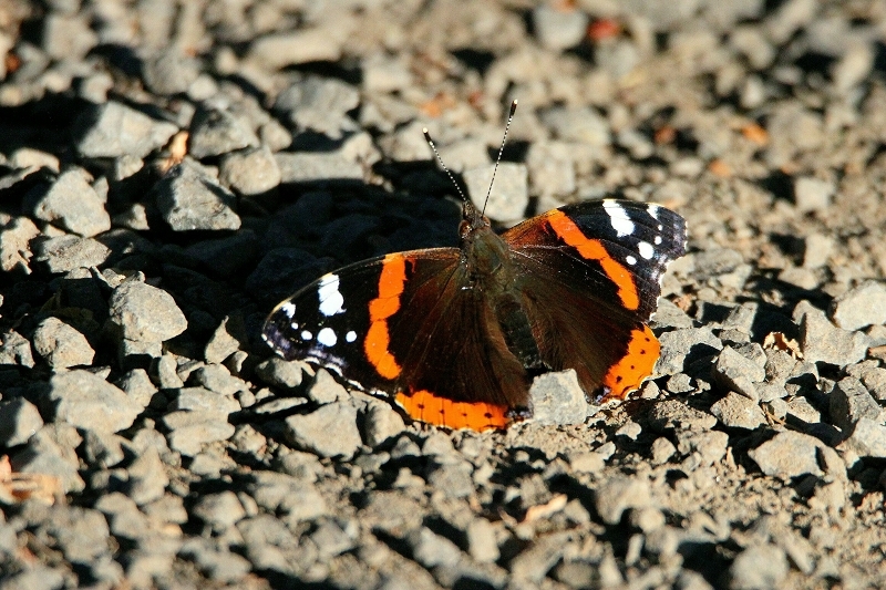 Admiral Wildpark Alte Fasanerie Klein Auheim 2015