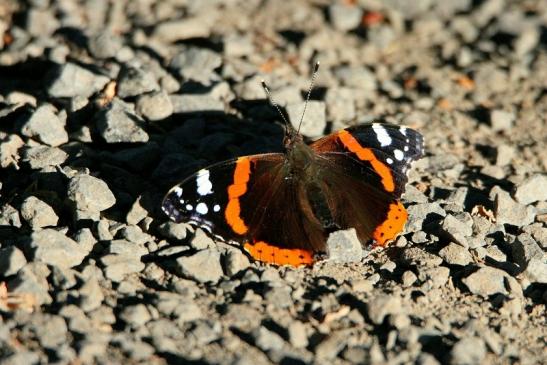 Admiral Wildpark Alte Fasanerie Klein Auheim 2015