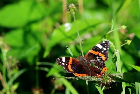 Admiral Wildpark Alte Fasanerie Klein Auheim 2017