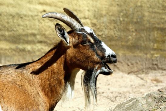 Afrikanische Zwergziege Wildpark Alte Fasanerie Klein Auheim 2017