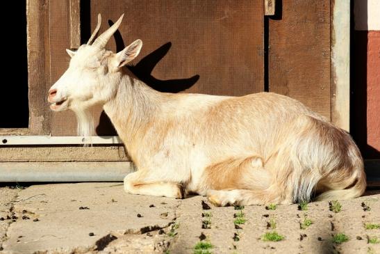 Afrikanische Zwergziege Zoo Vivarium Darmstadt 2020