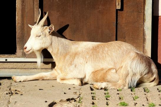 Afrikanische Zwergziege Zoo Vivarium Darmstadt 2020