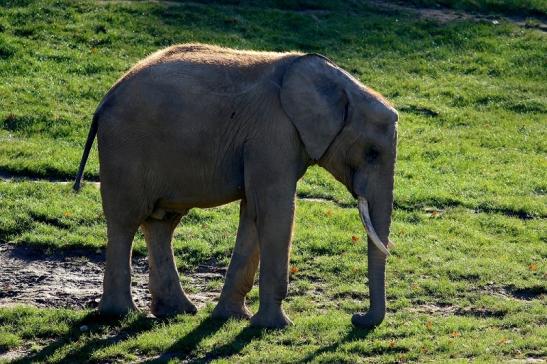 Afrikanischer Elefant Opel Zoo Kromberg 2016