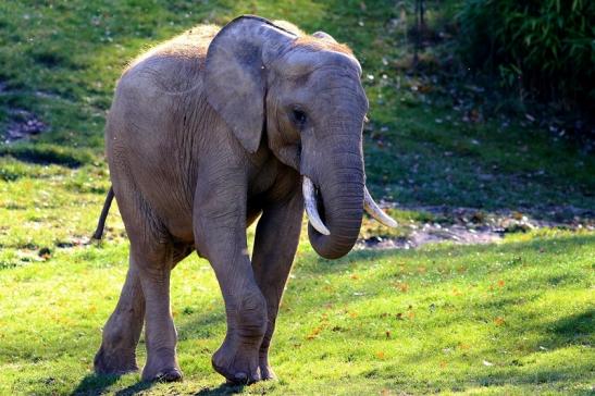 Afrikanischer Elefant Opel Zoo Kromberg 2016