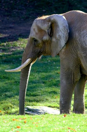 Afrikanischer Elefant Opel Zoo Kromberg 2016