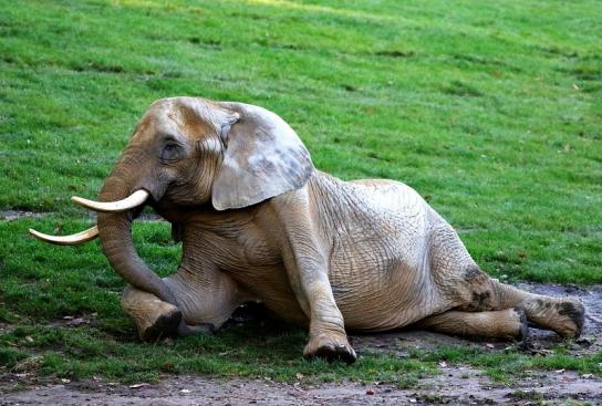 Afrikanischer Elefant Opel Zoo Kromberg 2016