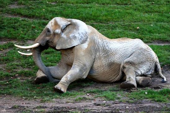 Afrikanischer Elefant Opel Zoo Kromberg 2016