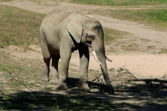 Afrikanischer Elefant Opel Zoo Kromberg 2016