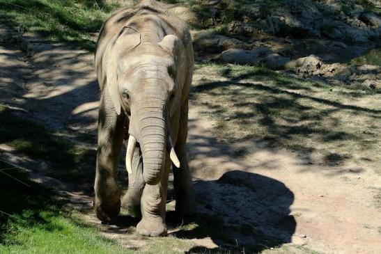 Afrikanischer Elefant Opel Zoo Kromberg 2016