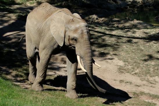 Afrikanischer Elefant Opel Zoo Kromberg 2016