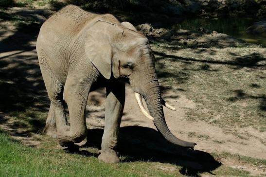 Afrikanischer Elefant Opel Zoo Kromberg 2016