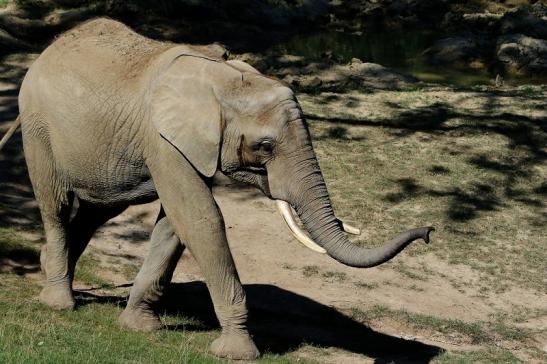 Afrikanischer Elefant Opel Zoo Kromberg 2016