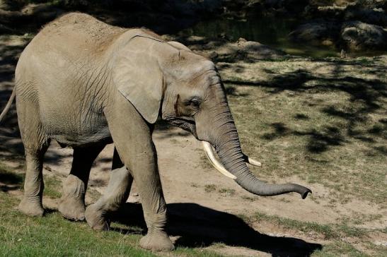 Afrikanischer Elefant Opel Zoo Kromberg 2016