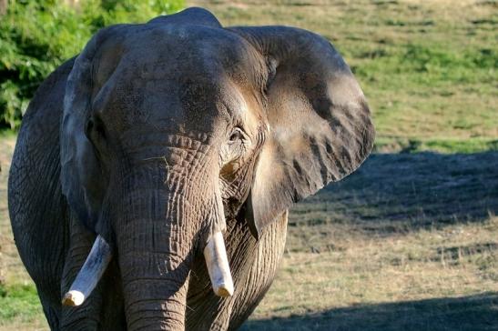 Afrikanischer Elefant Opel Zoo Kromberg 2016