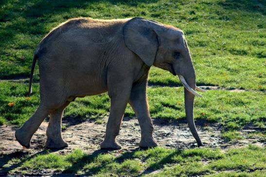 Afrikanischer Elefant Opel Zoo Kromberg 2016