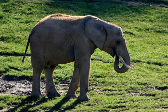 Afrikanischer Elefant Opel Zoo Kromberg 2016