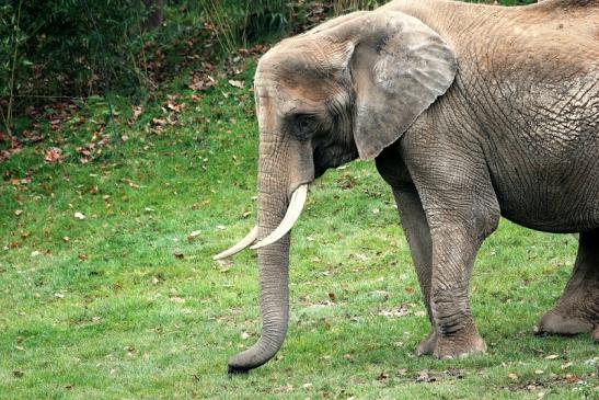 Afrikanischer Elefant Opel Zoo Kromberg 2014